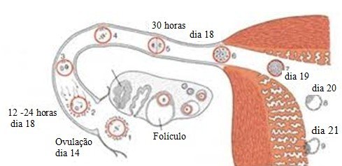 Ciclo Dia