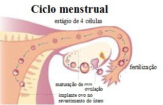 Ciclo Menstrual