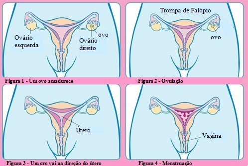 Gráfico Ciclo