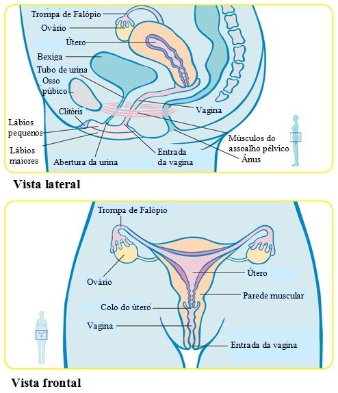 Órgãos femininos
