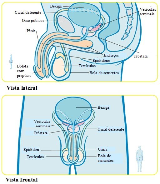 Orgaos masculinos